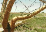 Acacia pilispina