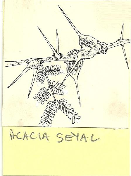 Acacia seyal var. fistula