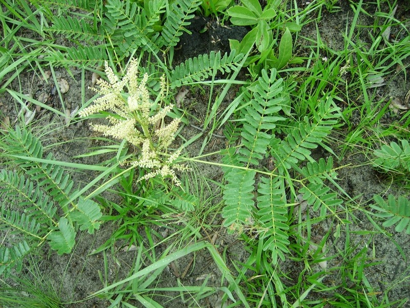 Entada arenaria subsp. microcarpa