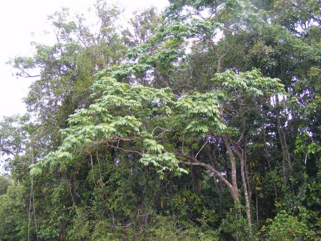Parkia filicoidea