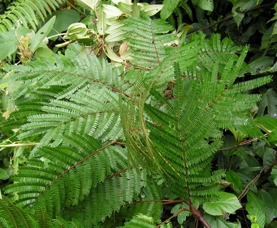 Flora of Zambia Species information individual images Samanea