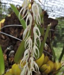 Bulbophyllum expallidum