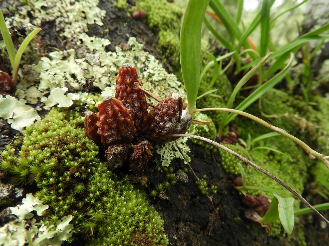 Bulbophyllum rugosibulbum