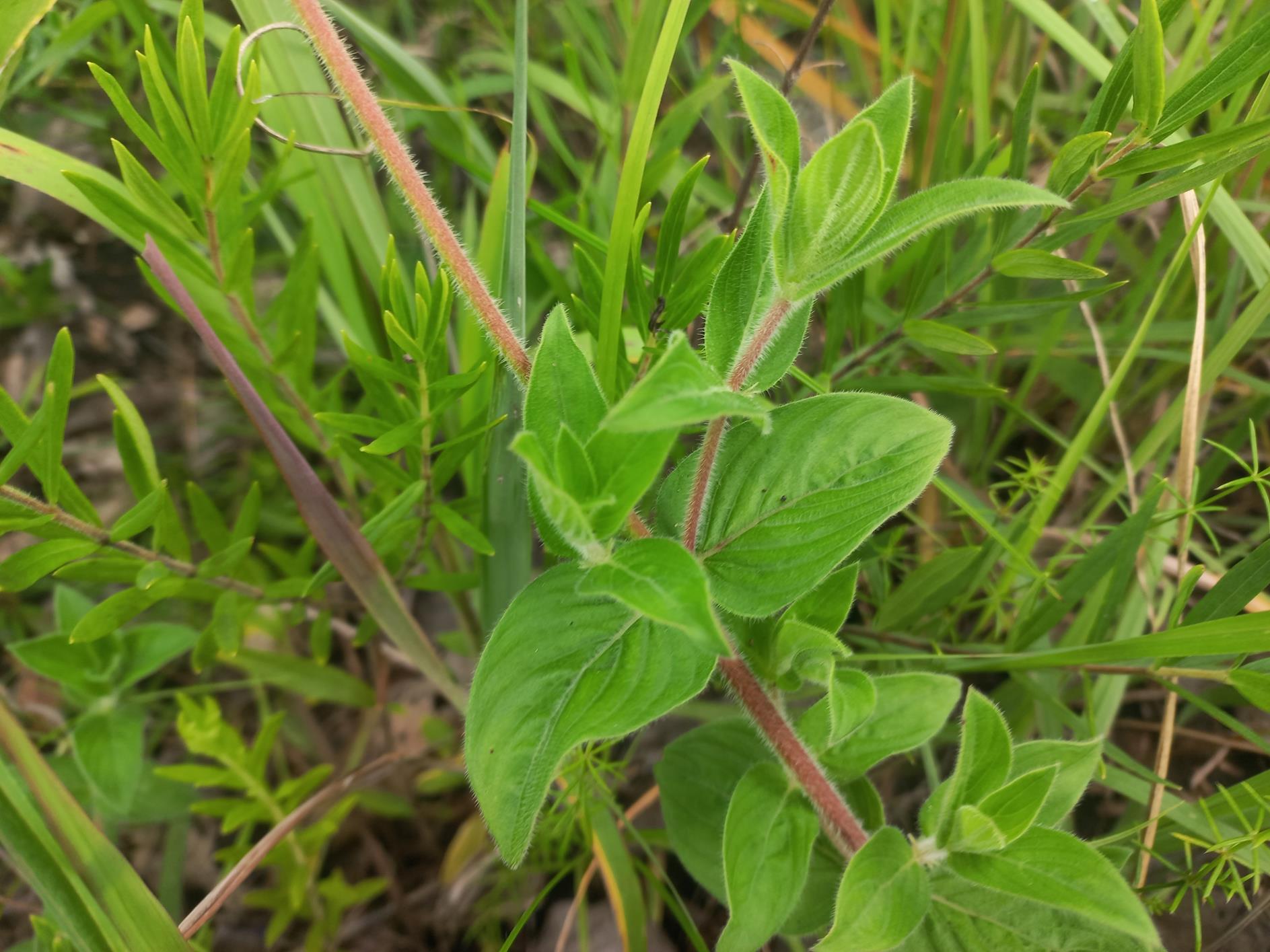 Pentanisia prunelloides subsp. latifolia