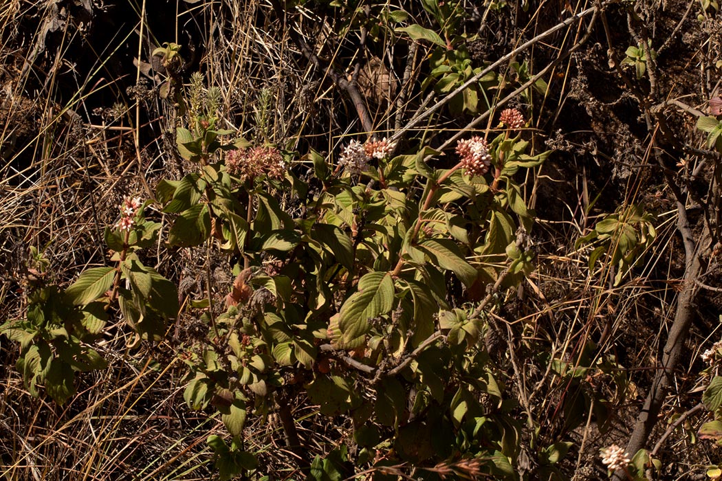Pentas schimperiana subsp. schimperiana
