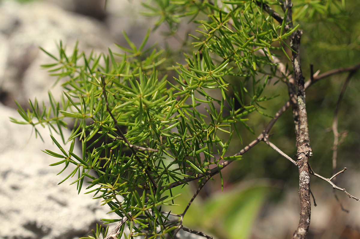 Asparagus chimanimanensis