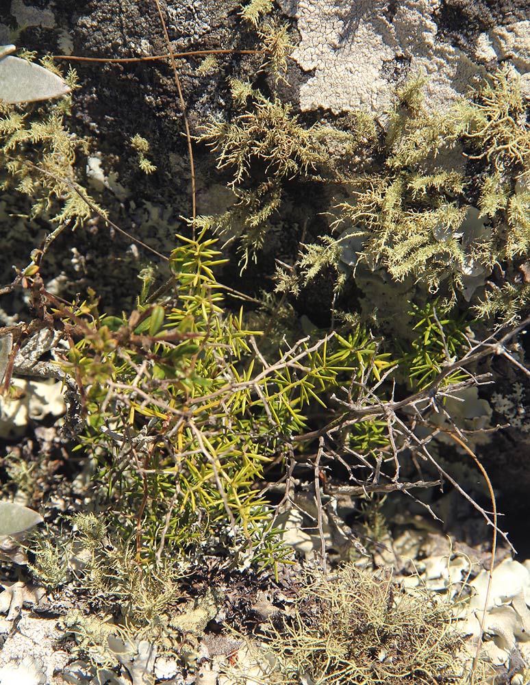Asparagus chimanimanensis