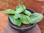 Chlorophytum perfoliatum
