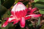 Protea angolensis var. trichanthera