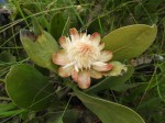 Protea matonchiana