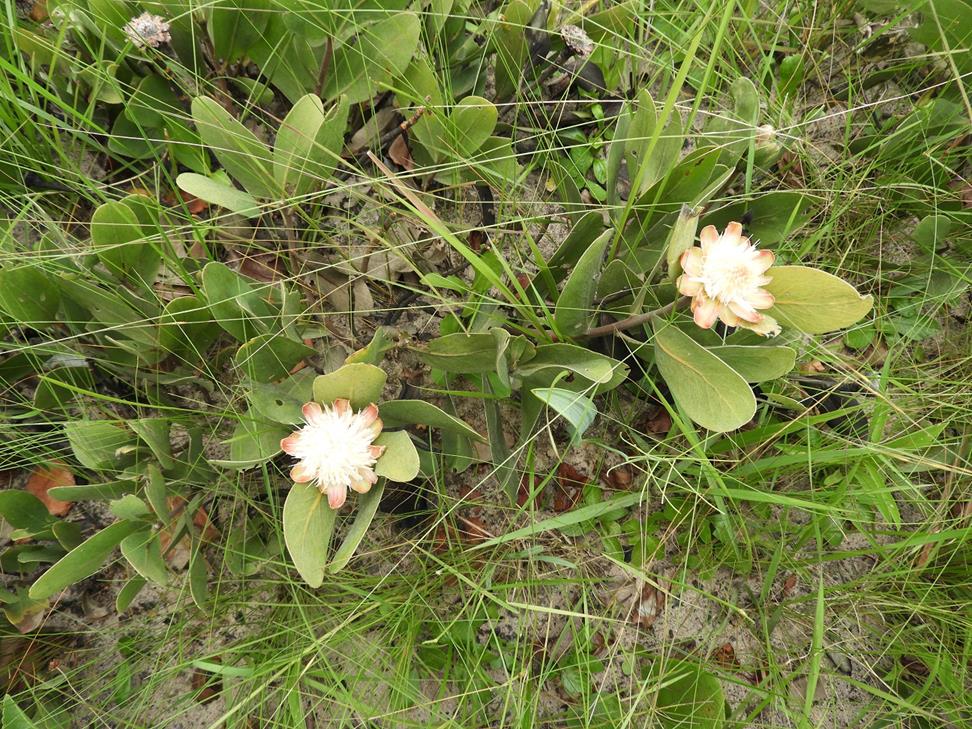 Protea matonchiana
