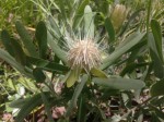 Protea micans subsp. micans