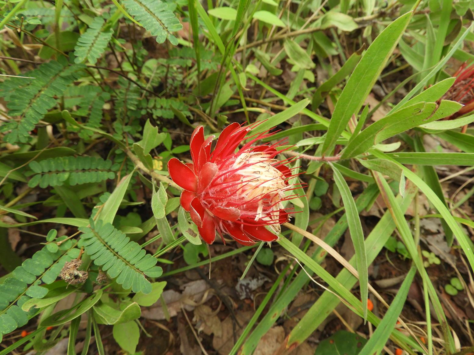 Protea micans subsp. trichophylla