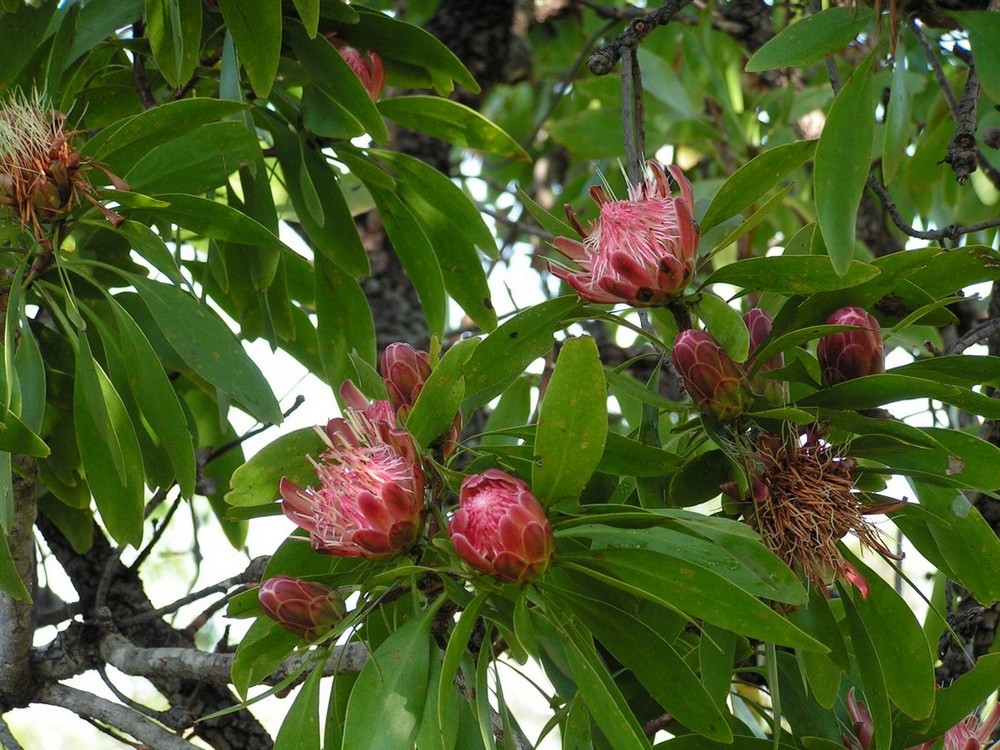 Protea petiolaris subsp. petiolaris Protea petiolaris subsp. petiolaris