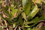 Myrica salicifolia subsp. kilimandscharica