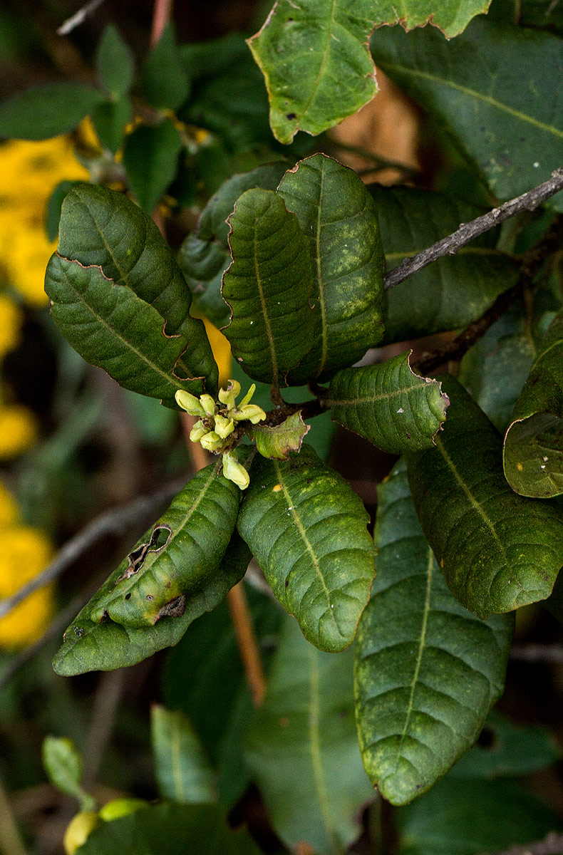 Morella salicifolia subsp. kilimandscharica