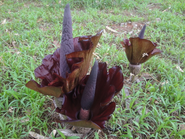 Amorphophallus mossambicensis