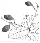 Magnistipula butayei subsp. bangweolensis