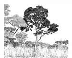 Maranthes floribunda