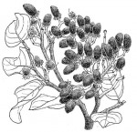 Maranthes floribunda