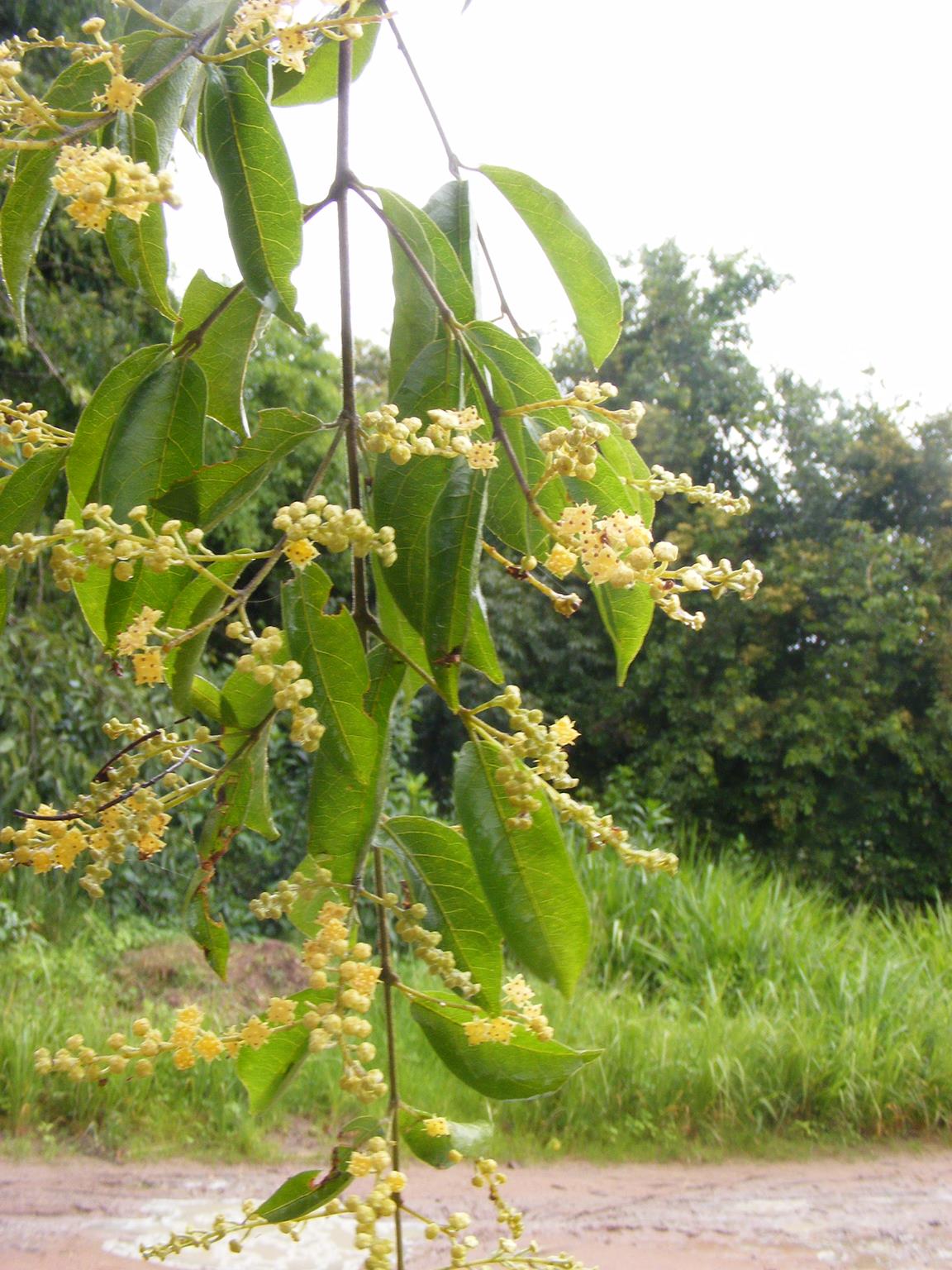 Combretum celastroides subsp. laxiflorum