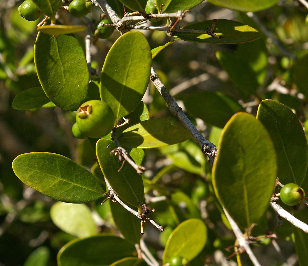 Eugenia capensis subsp. capensis