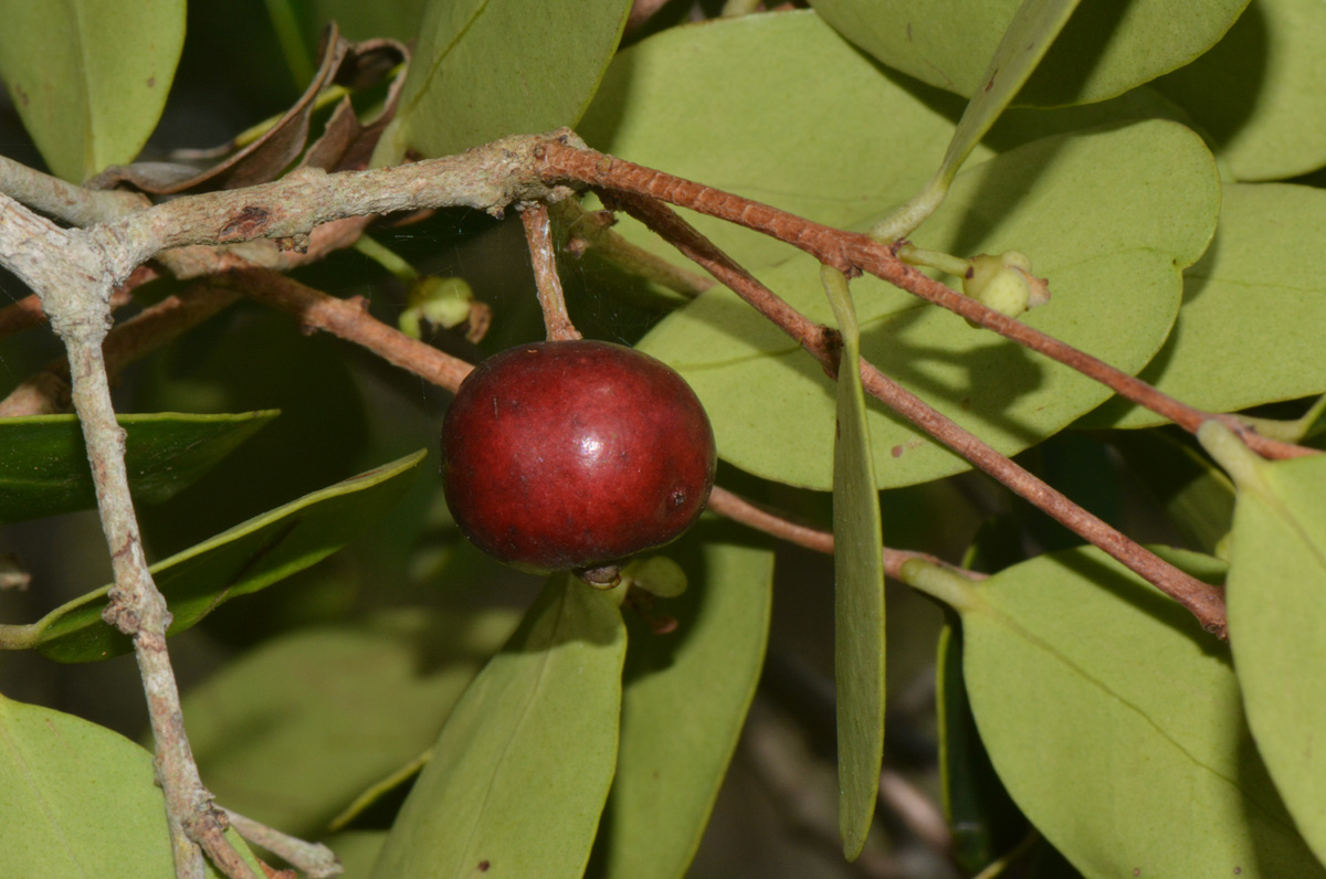 Eugenia capensis subsp. capensis