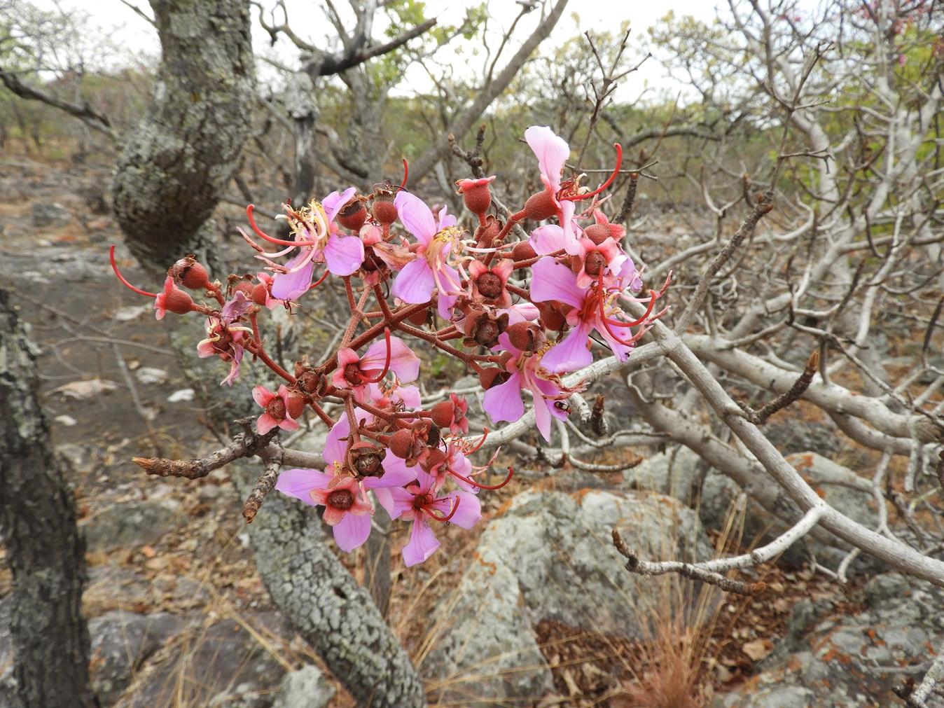 Dichaetanthera erici-rosenii