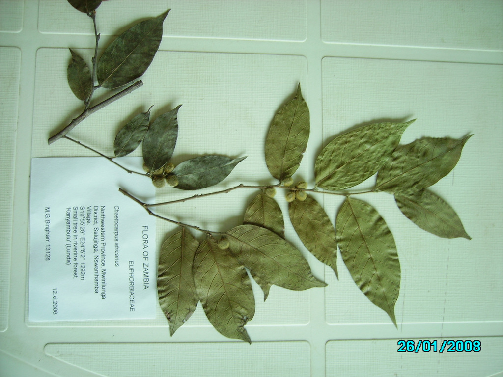 Chaetocarpus africanus
