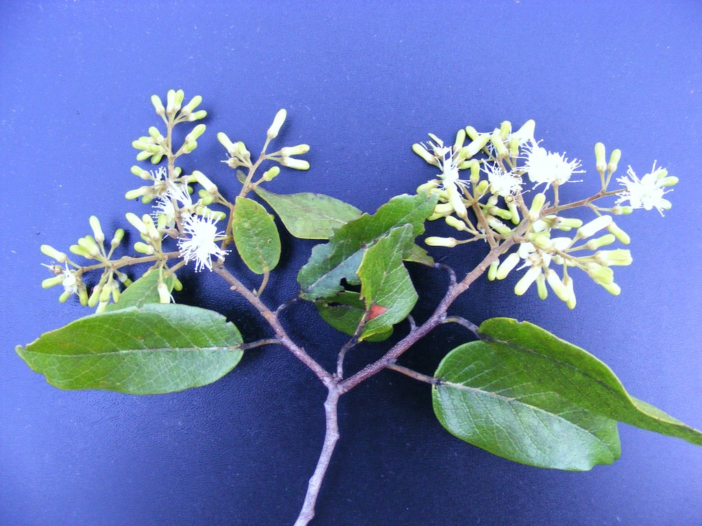 Marquesia acuminata