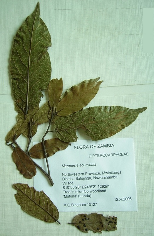 Marquesia acuminata