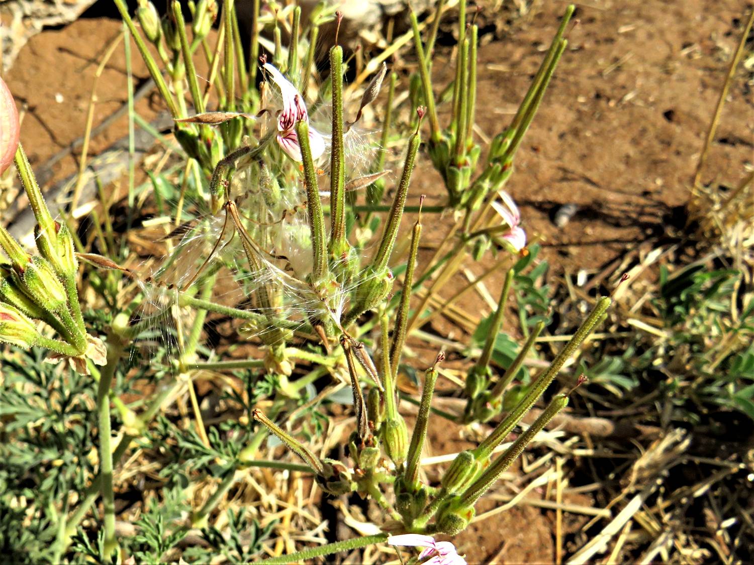Pelargonium dolomiticum