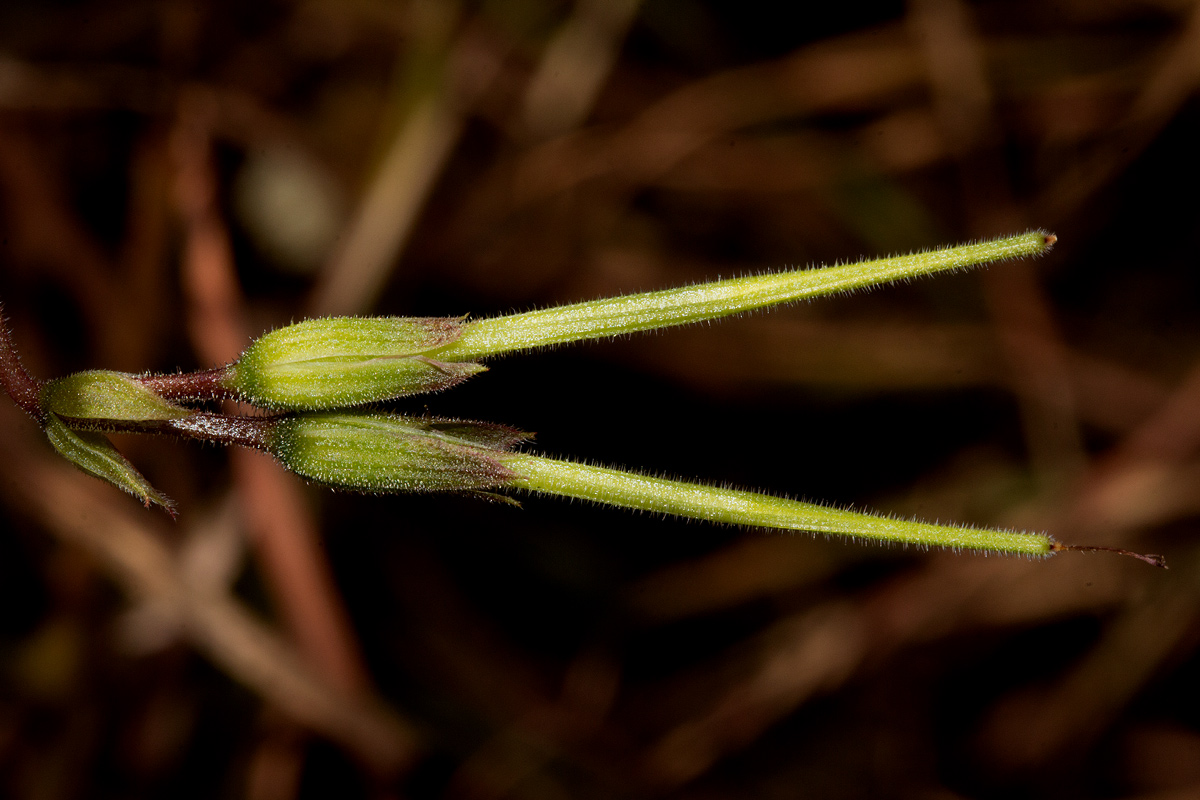 Pelargonium whytei