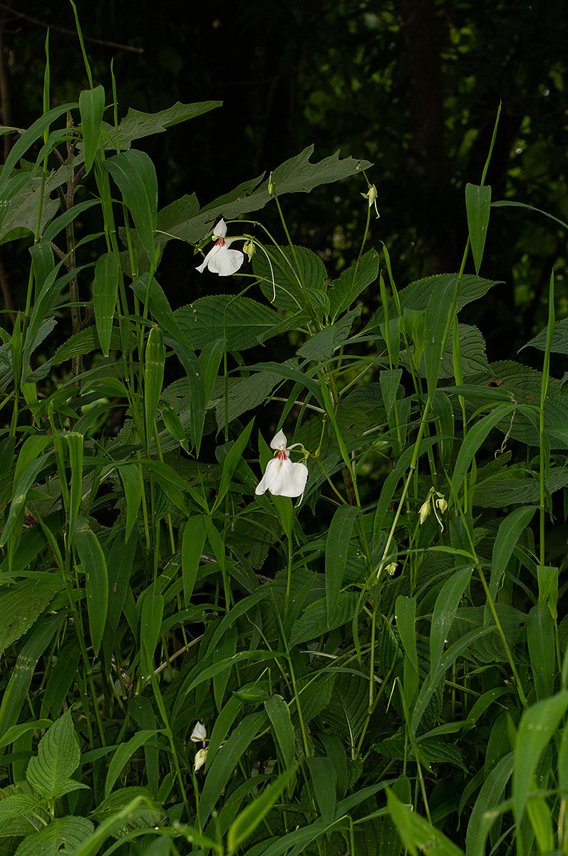 Impatiens tinctoria subsp. latifolia