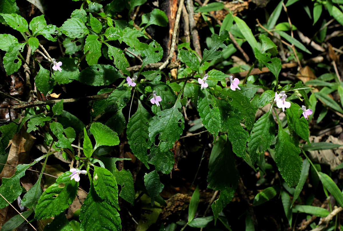 Impatiens hochstetteri subsp. hochstetteri