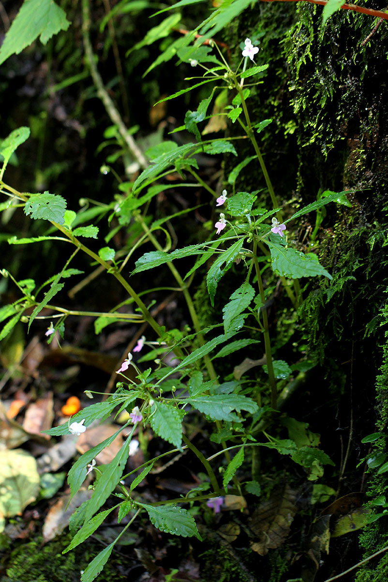 Impatiens hochstetteri subsp. hochstetteri Impatiens hochstetteri subsp. hochstetteri