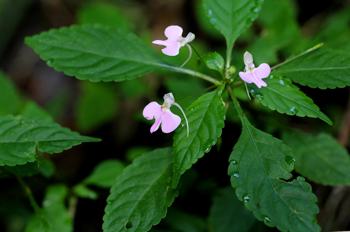 Impatiens hochstetteri subsp. hochstetteri