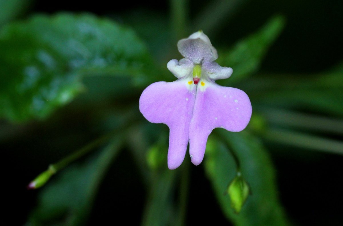 Impatiens hochstetteri subsp. hochstetteri