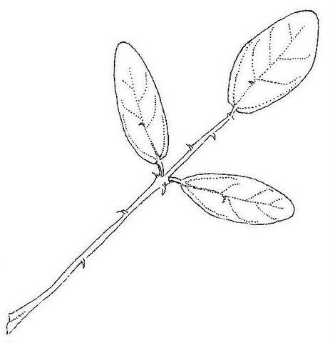 Erythrina baumii