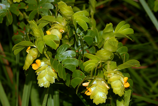 Humularia descampsii var. abercornensis