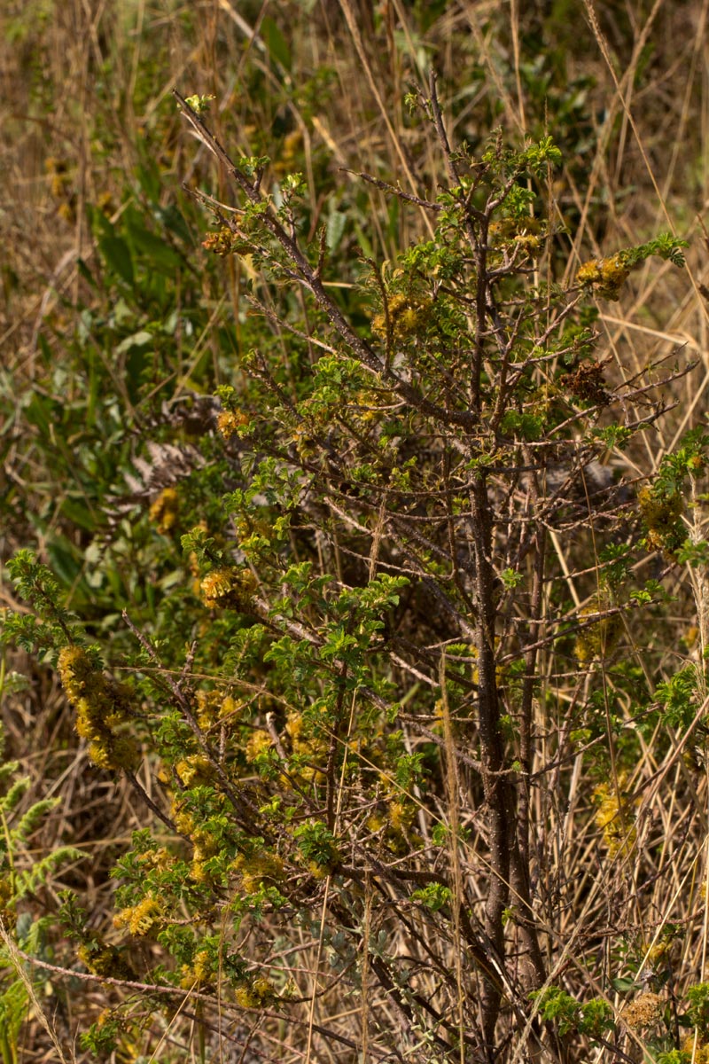 Kotschya recurvifolia subsp. recurvifolia