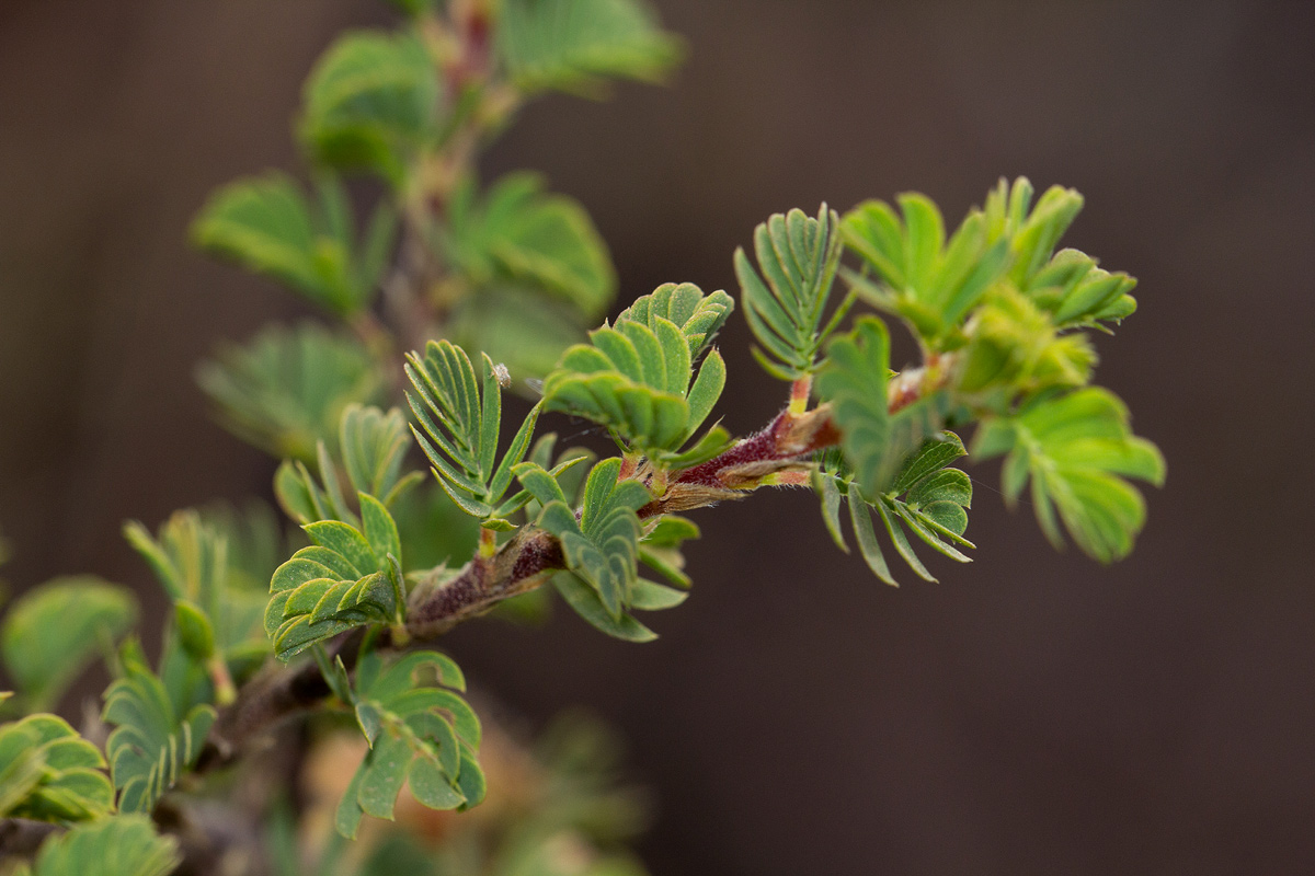 Flora of Mozambique Species information individual images Kotschya