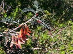 Sutherlandia frutescens