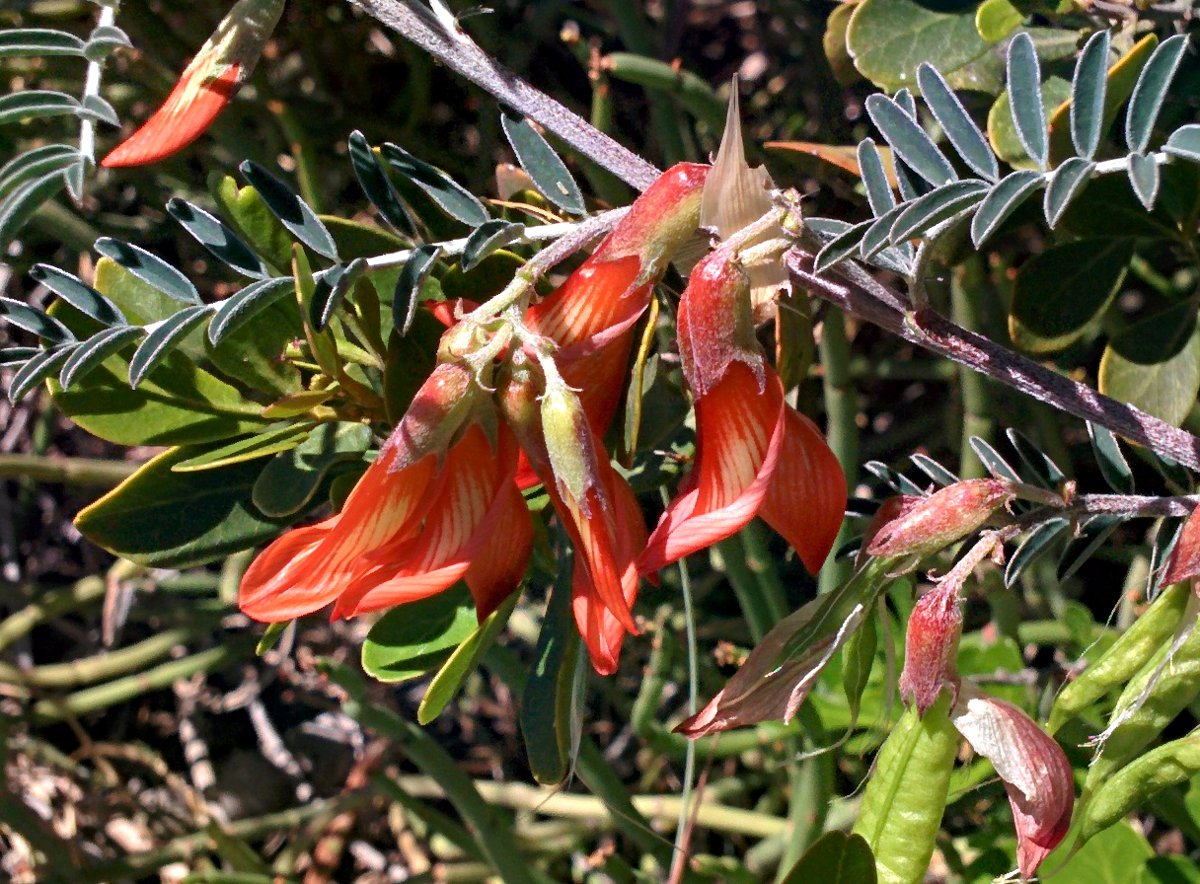 Flora of Zimbabwe: Species information: individual images: Sutherlandia  frutescens