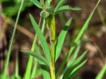 Trifolium simense