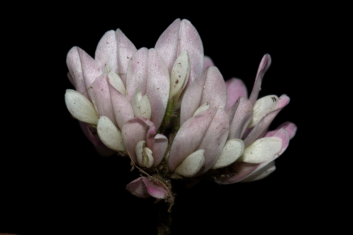 Trifolium semipilosum