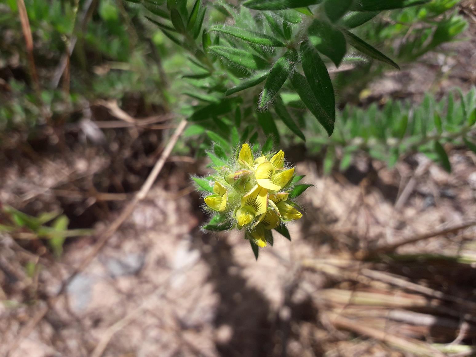 Crotalaria abscondita Crotalaria abscondita
