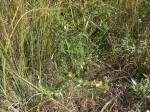 Crotalaria aculeata subsp. aculeata