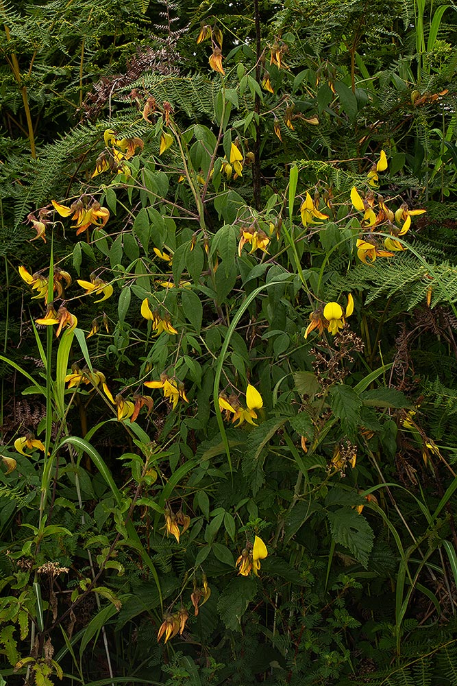 Crotalaria becquetii subsp. turgida