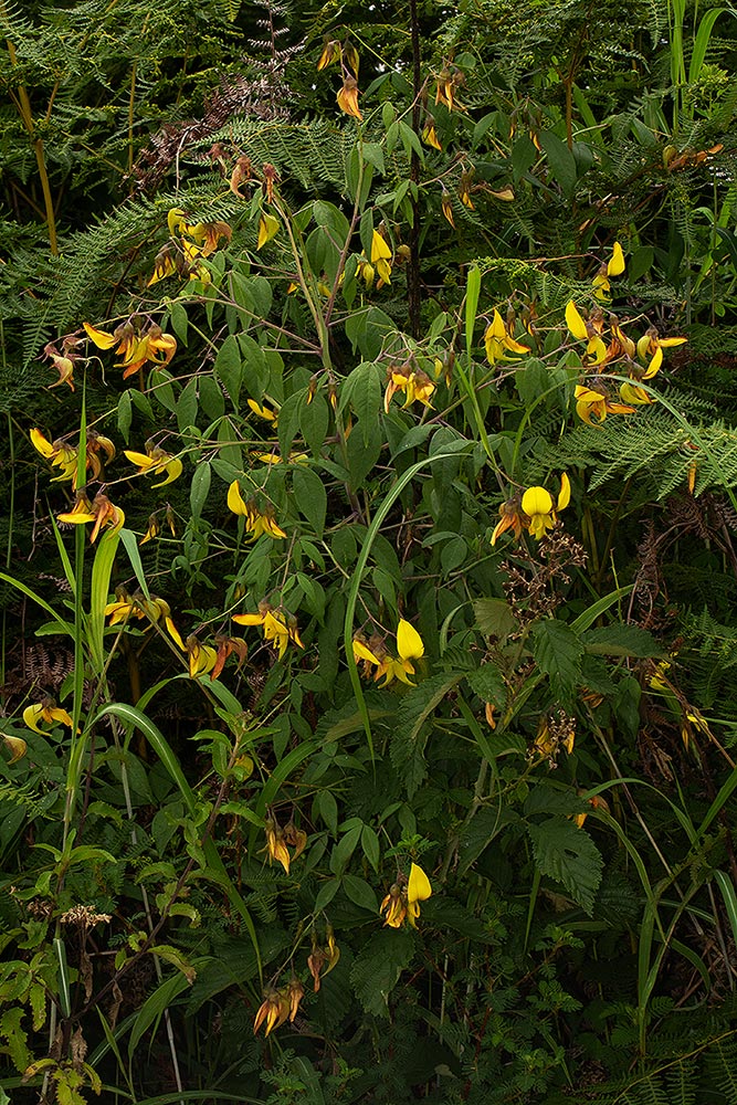 Crotalaria becquetii subsp. turgida Crotalaria becquetii subsp. turgida